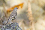 Image. Mistle Thrush