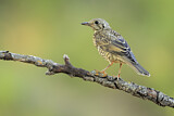 Image. Mistle Thrush