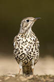 Image. Mistle Thrush