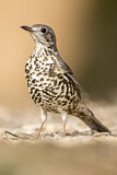 Image. Mistle Thrush