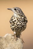 Image. Mistle Thrush
