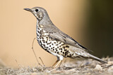 Image. Mistle Thrush