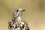 Image. Mistle Thrush