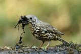 Image. Mistle Thrush