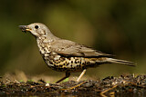 Image. Mistle Thrush
