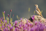 Image. Mistle Thrush