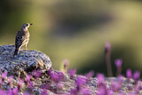 Image. Mistle Thrush