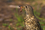 Image. Mistle Thrush
