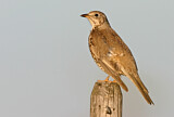Image. Mistle Thrush