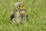 Image. Mistle Thrush