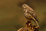 Image. Mistle Thrush