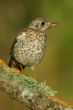 Image. Mistle Thrush