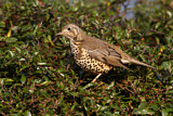 Image. Mistle Thrush
