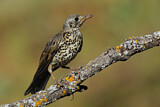 Image. Mistle Thrush