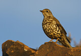 Image. Mistle Thrush