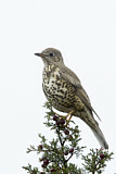 Image. Mistle Thrush