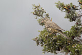 Image. Mistle Thrush