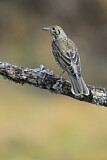 Image. Mistle Thrush