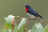 Image. Mistletoebird 