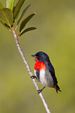 Image. Mistletoebird 
