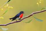 Image. Mistletoebird 