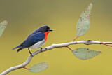 Image. Mistletoebird 