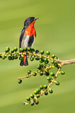 Image. Mistletoebird 