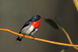 Image. Mistletoebird 
