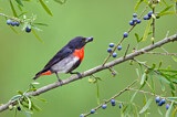 Image. Mistletoebird 