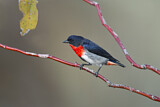 Image. Mistletoebird 