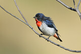 Image. Mistletoebird 