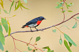 Image. Mistletoebird 