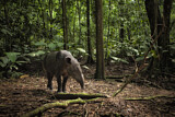 Image. Mittelamerikanischer Tapir