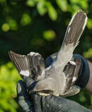 Image. Mittelmeer-Raubwürger