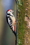 Image. Mittelspecht