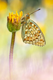 Image. Mittlerer Perlmuttfalter