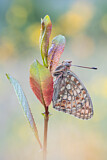 Image. Mittlerer Perlmuttfalter