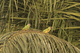 Image. Mohrenkopf