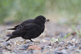 Image. Mohrenlerche