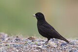 Image. Mohrenlerche