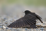 Image. Mohrenlerche