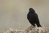 Image. Mohrenlerche