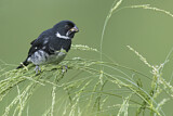 Image. Mohrenpfäffchen