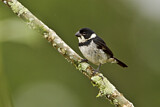 Image. Mohrenpfäffchen