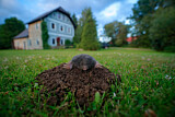 Image. Mole