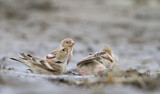 Image. Mongolian Finch