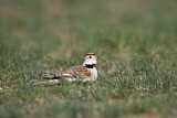 Image. Mongolian Lark