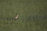 Image. Mongolian Lark
