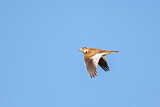 Image. Mongolian Lark