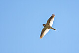 Image. Mongolian Lark